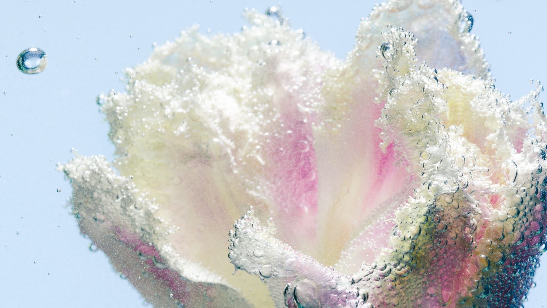 Tulipmania - Image 3