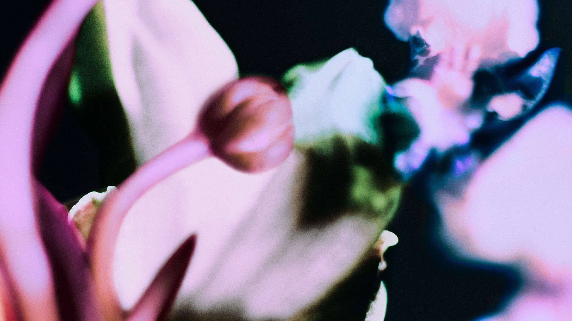 Fleur Fantôme - Image 6