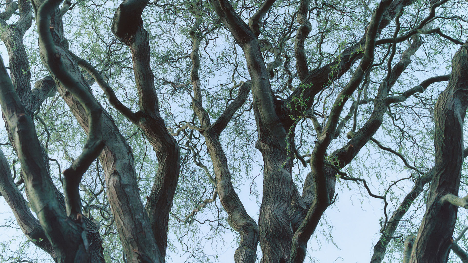 Tree House - Image 7