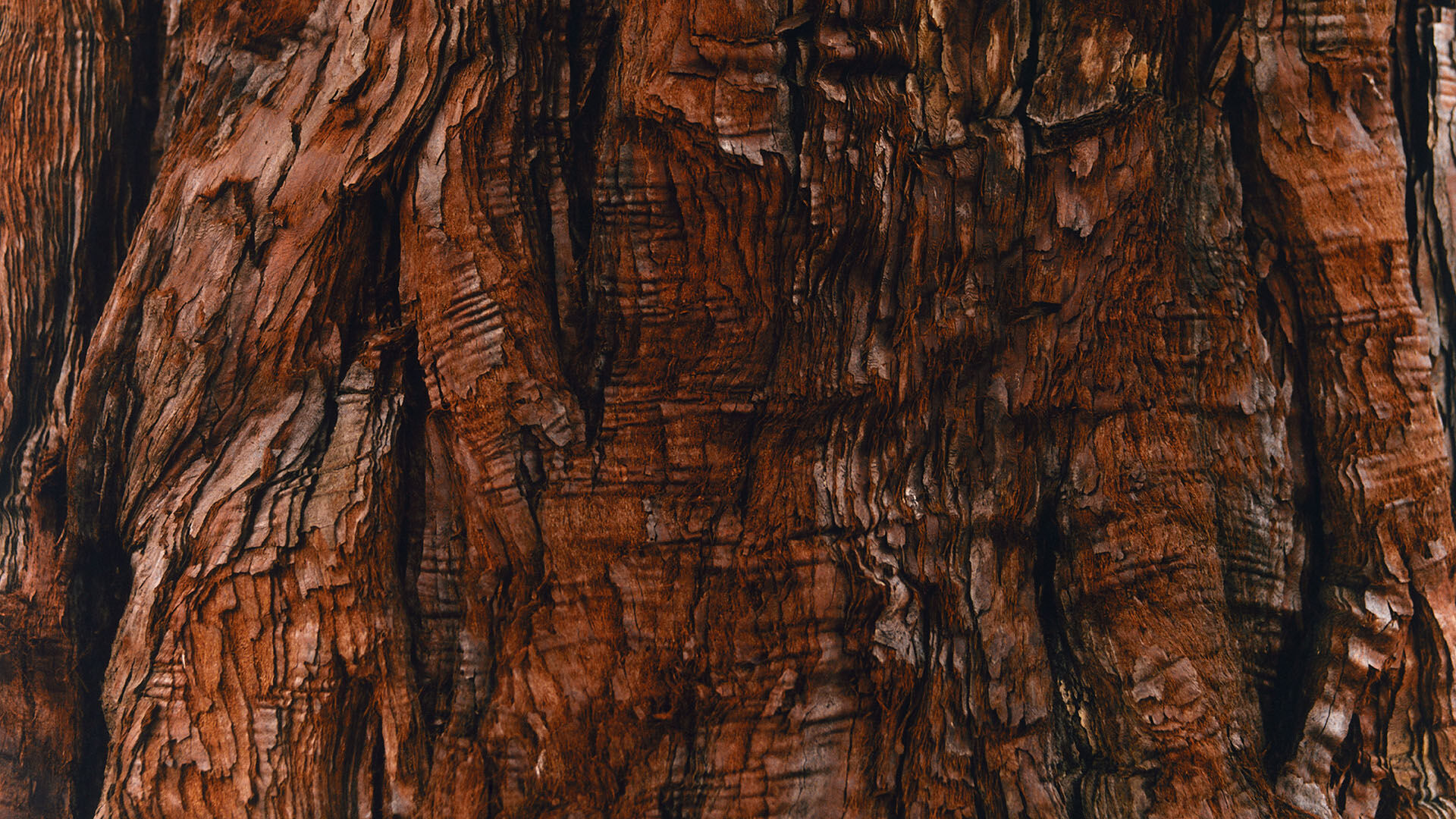 Woods - Image 5