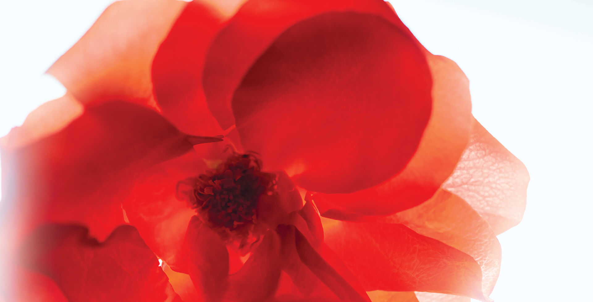 Rose Of No Man's Land - Image 2