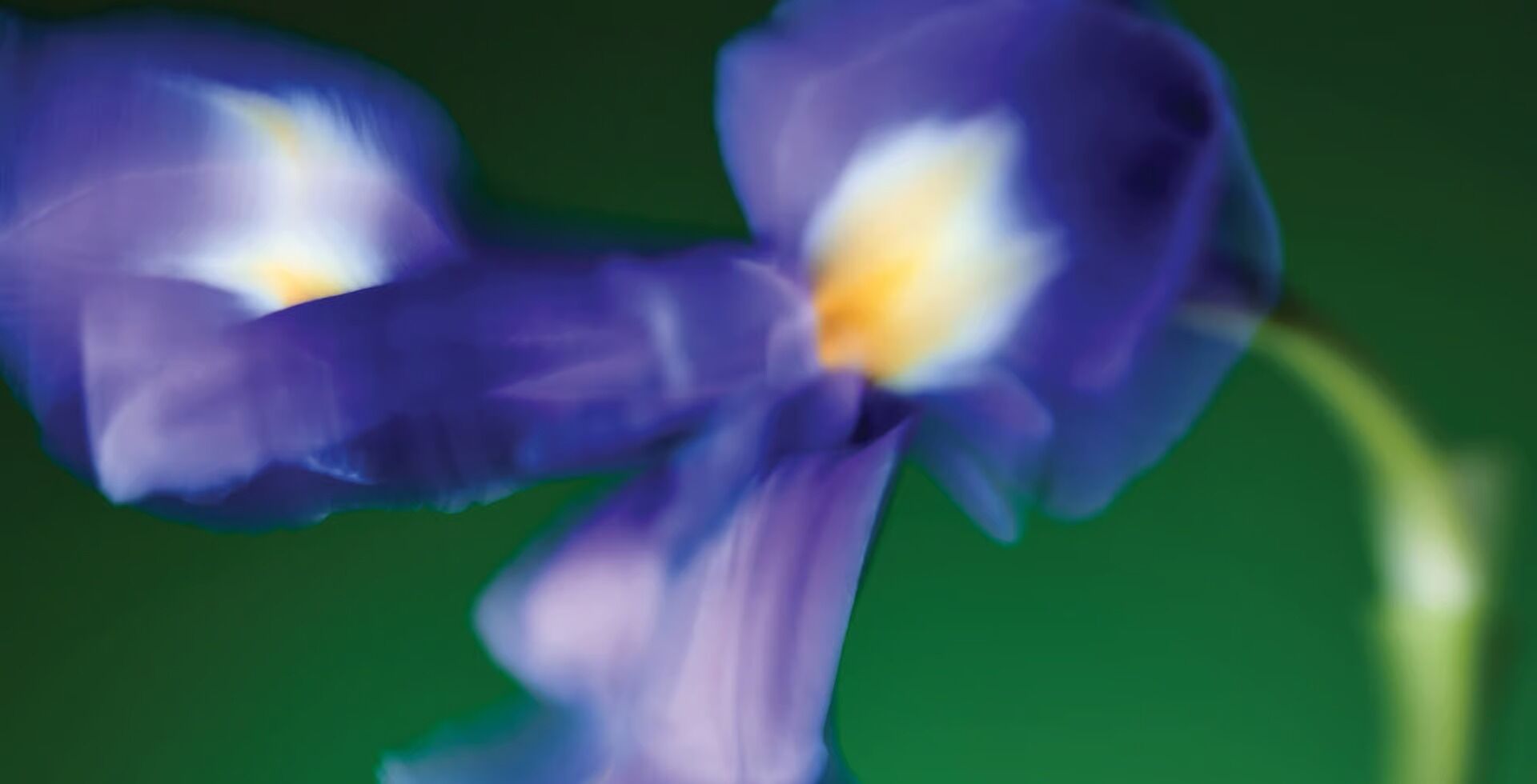 Gypsy Water Body Oil - Image 4